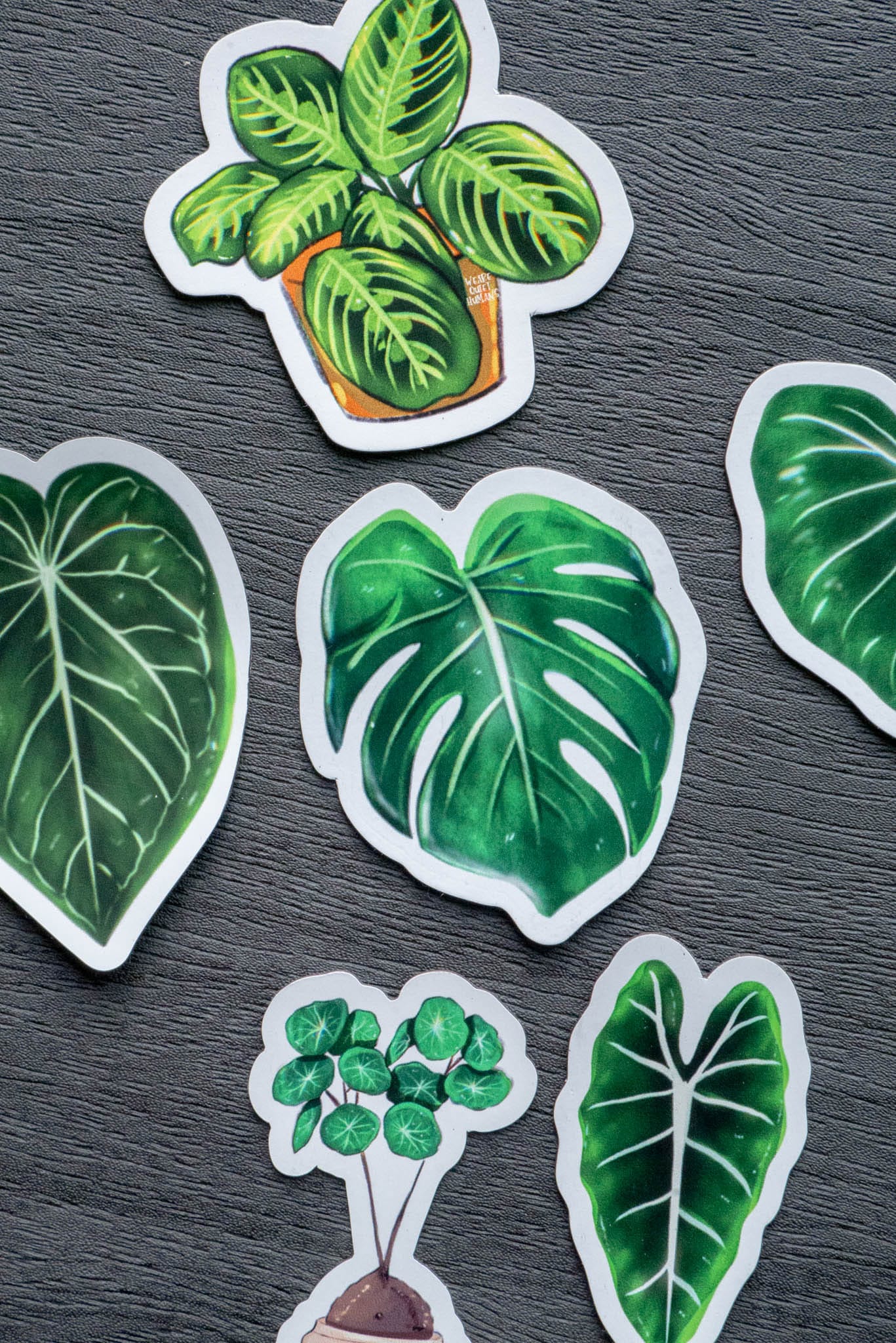 Magnet feuille - MONSTERA DELICIOSA