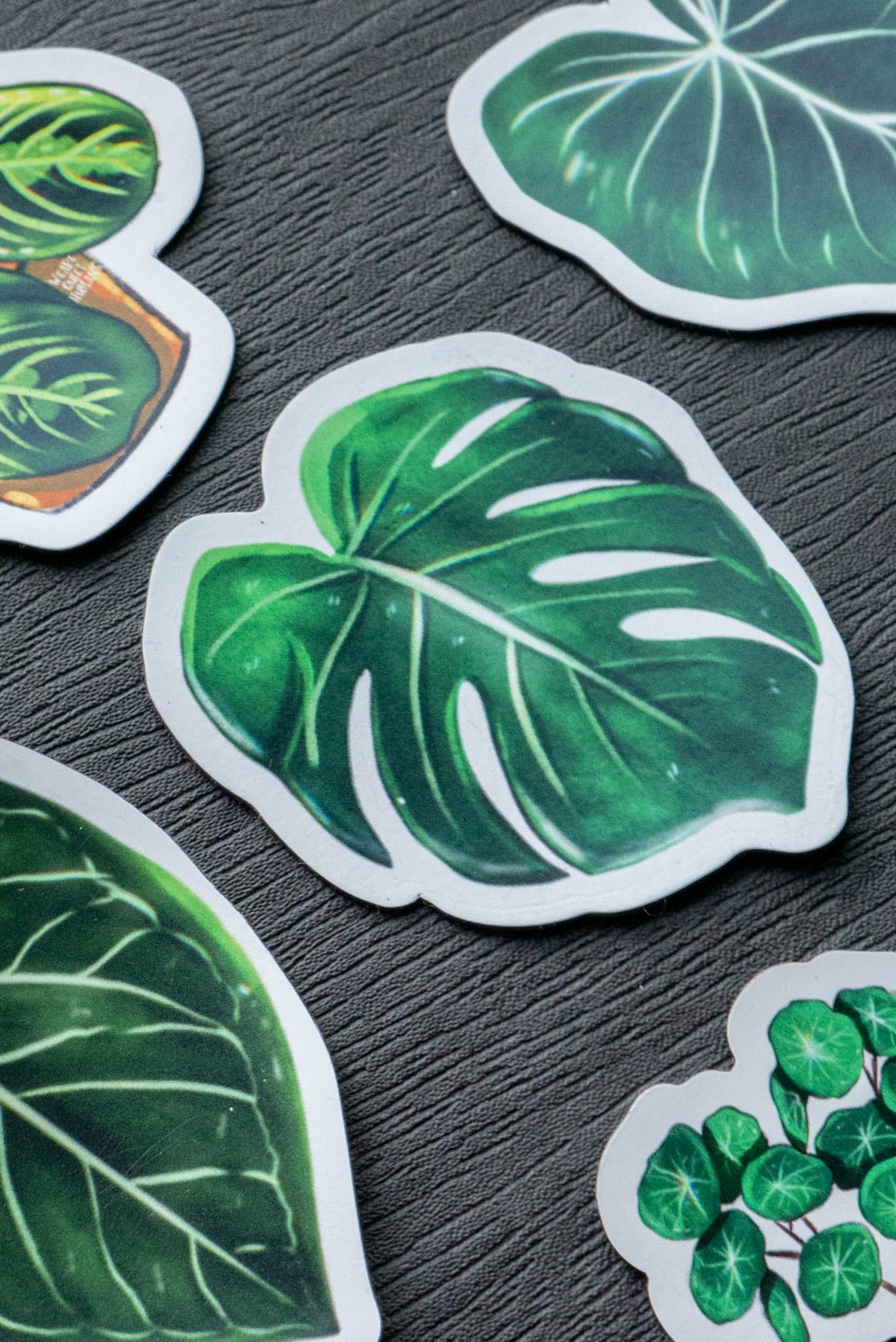 Magnet feuille - MONSTERA DELICIOSA