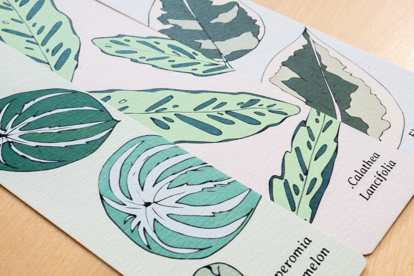 Marque-pages FICUS TINEKE