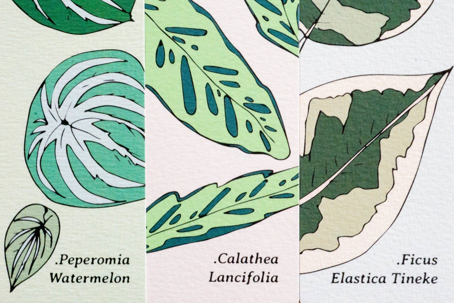 Marque-pages CALATHEA LANCIFOLIA