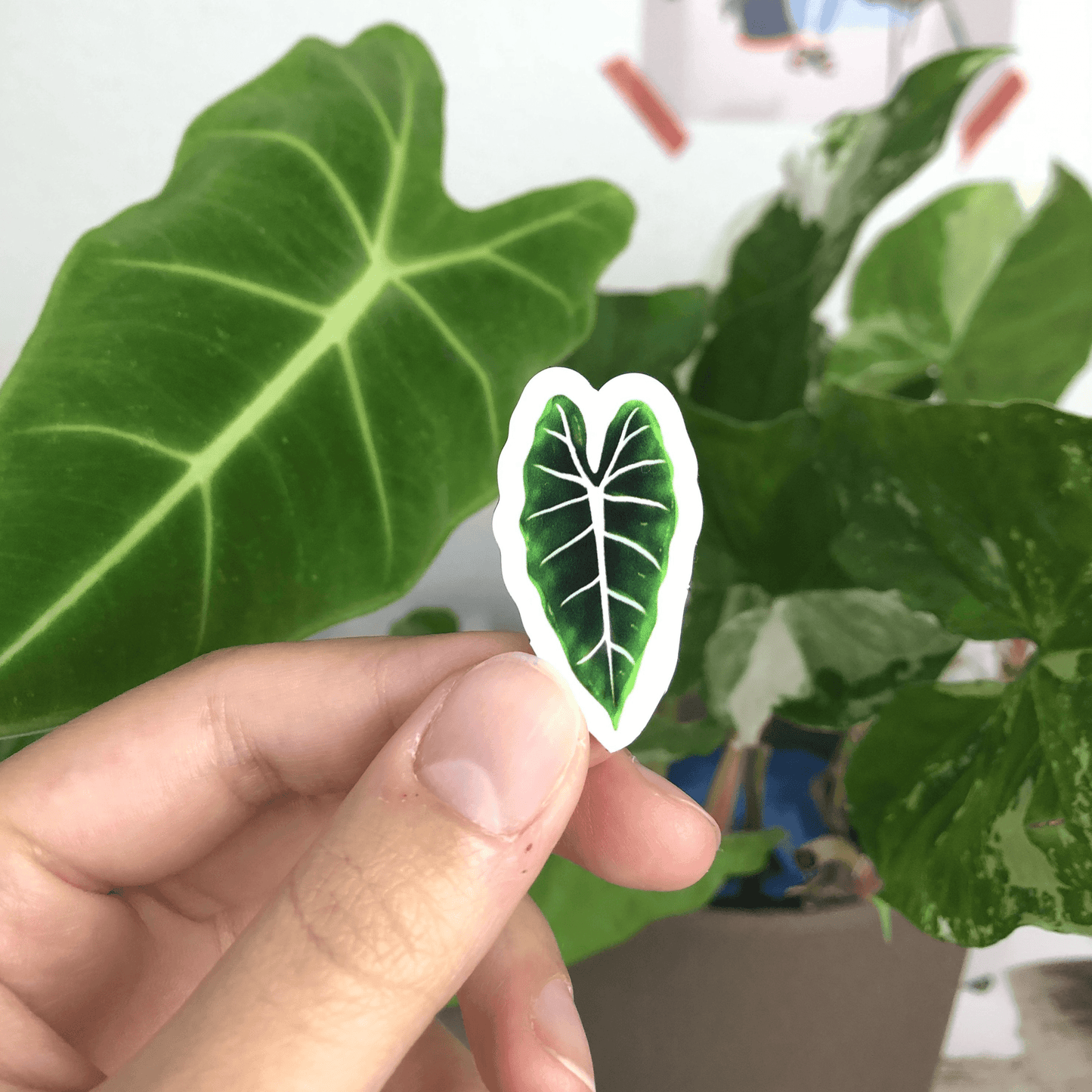 Magnet set - MONSTERA SYNGONIUM ALOCASIA ANTHURIUM