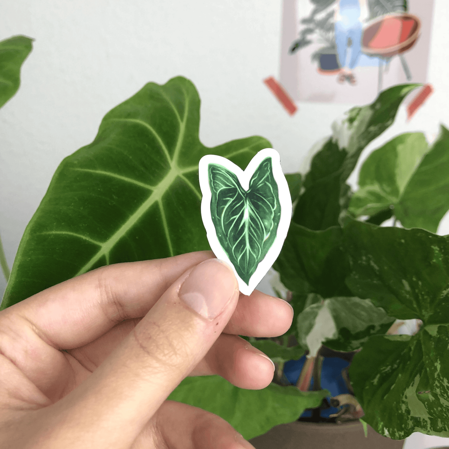 Magnet set - MONSTERA SYNGONIUM ALOCASIA ANTHURIUM