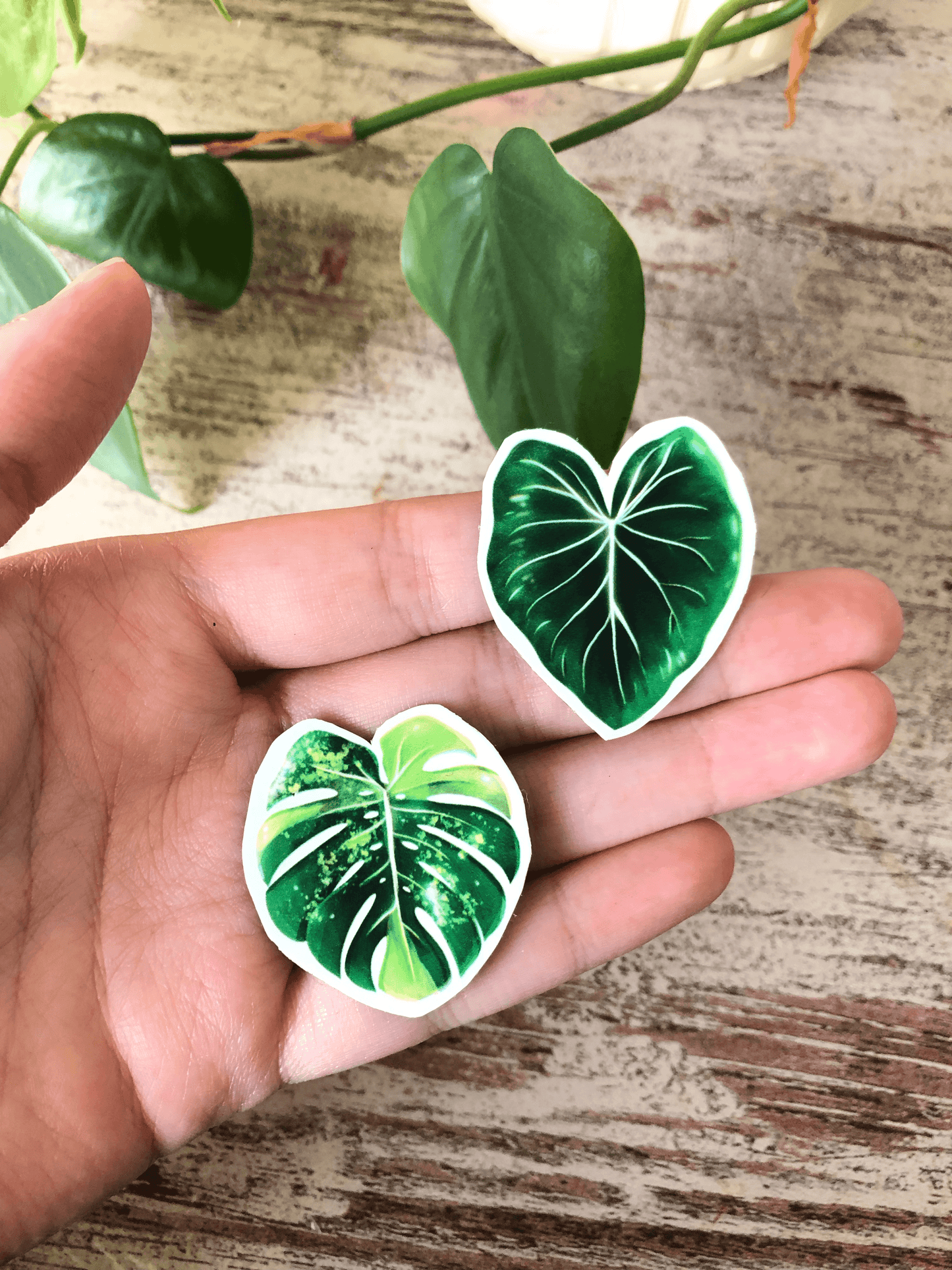 Magnet set - VARIEGATA