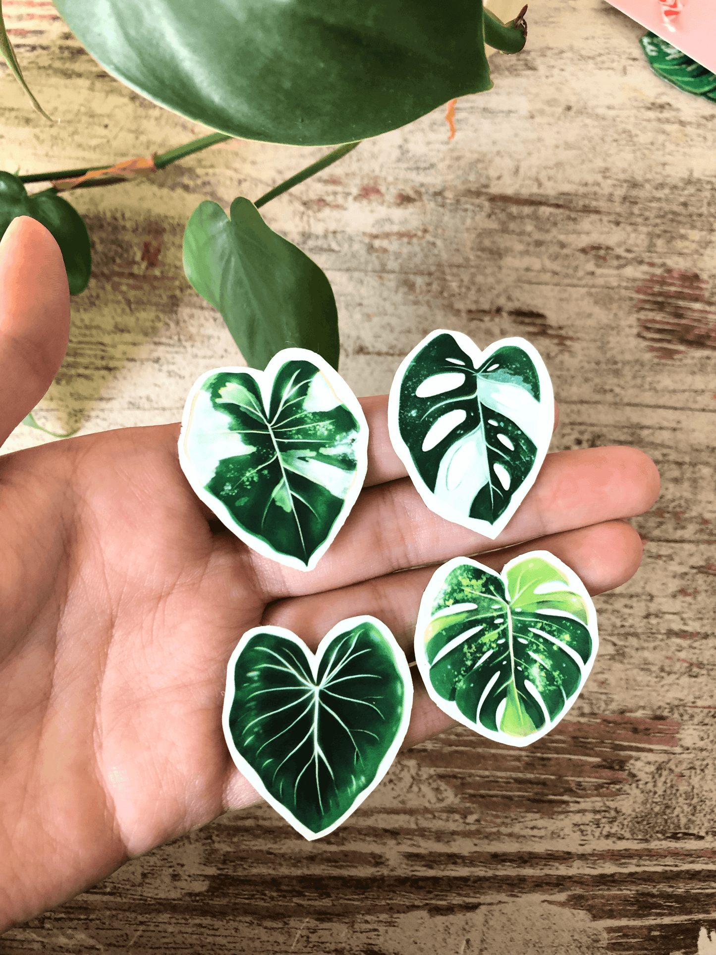 Magnet set - VARIEGATA