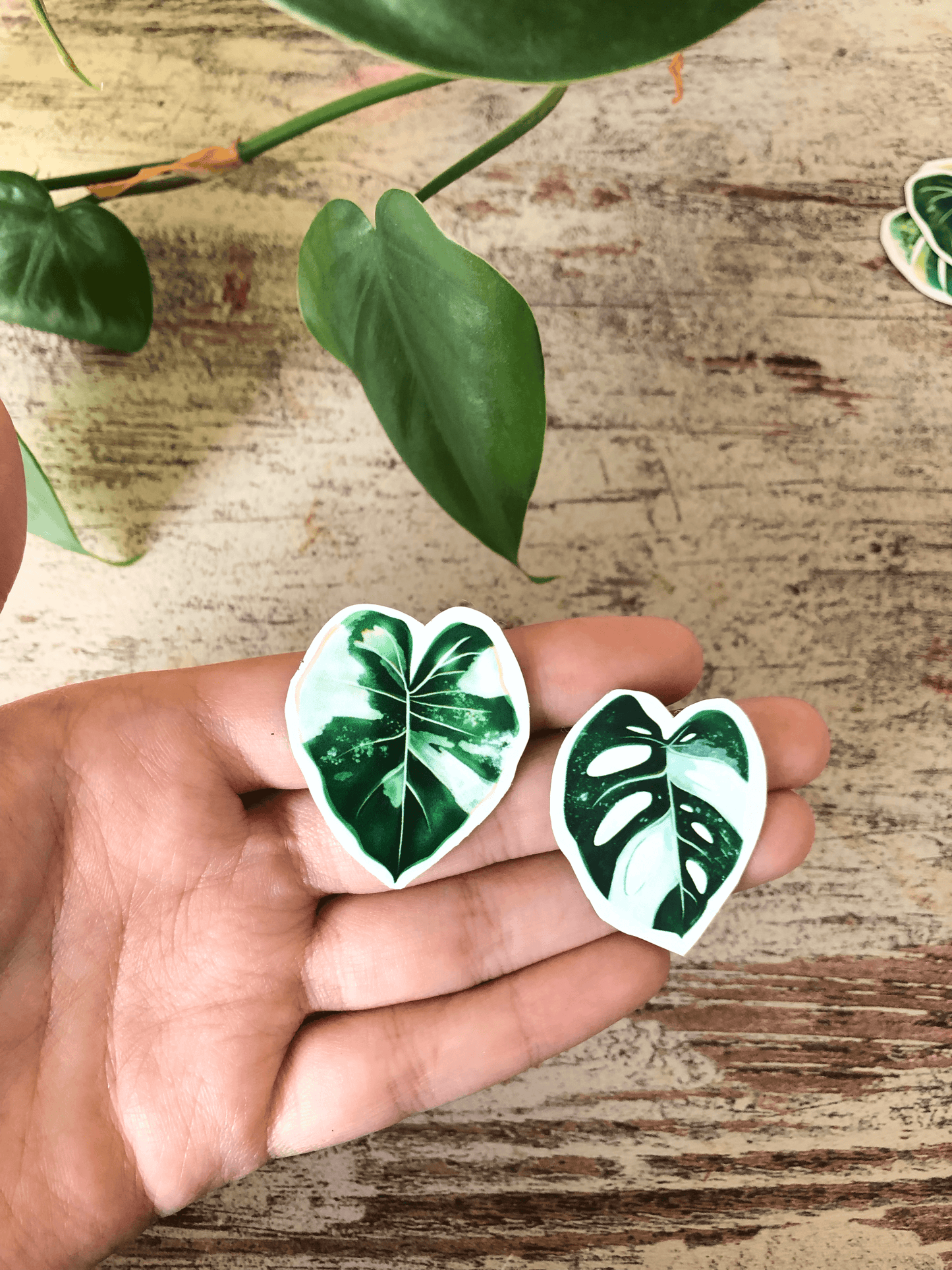 Magnet set - VARIEGATA