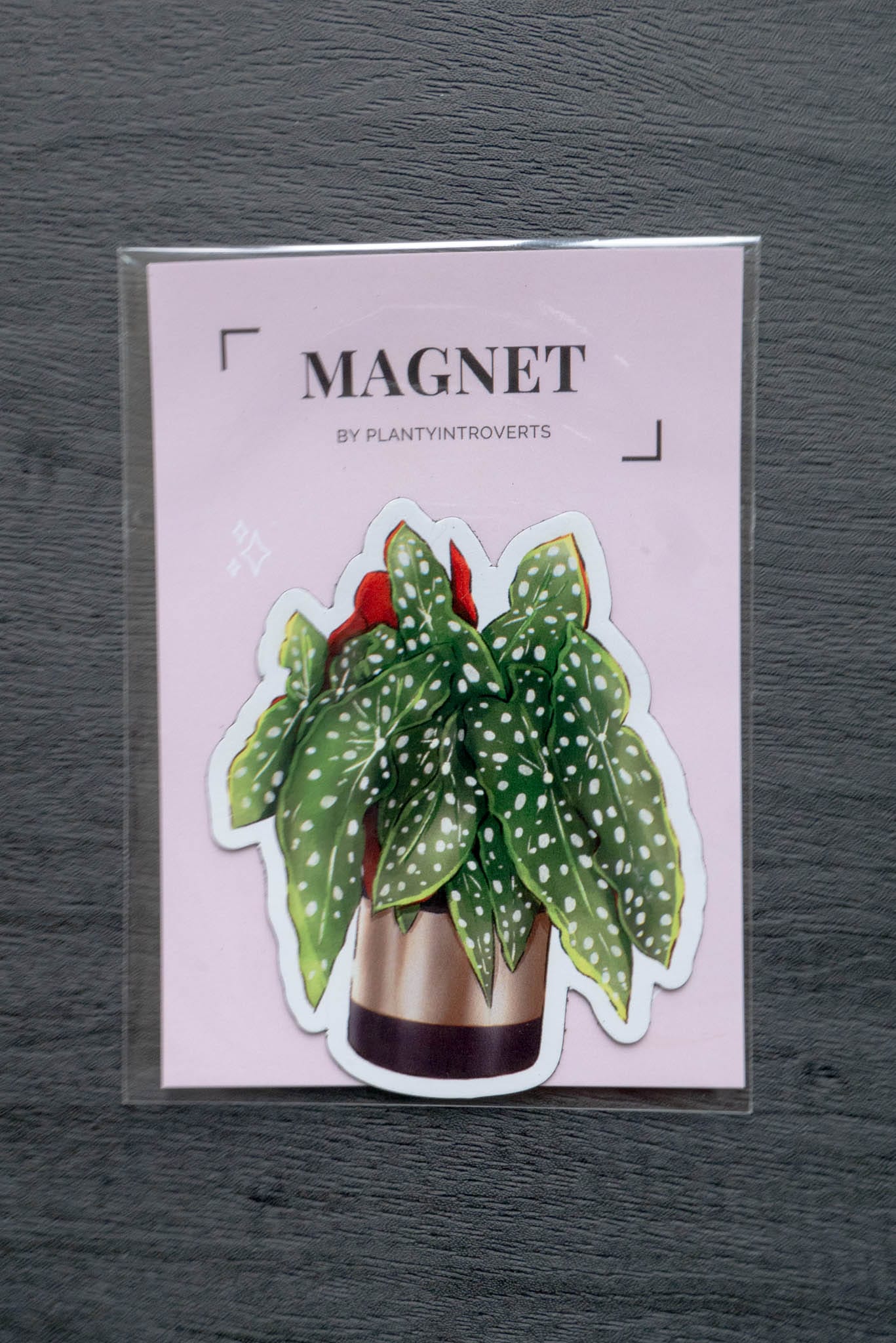 Magnet - BEGONIA MACULATA