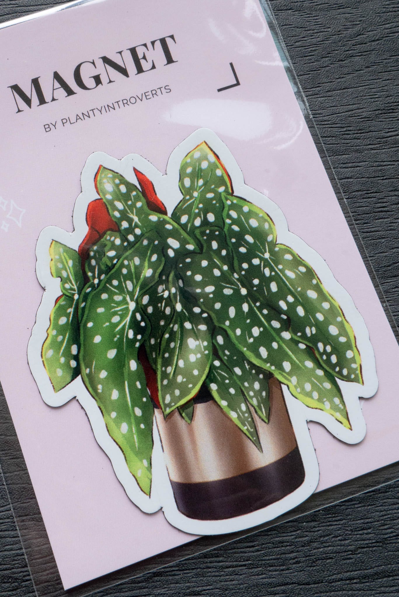 Magnet - BEGONIA MACULATA