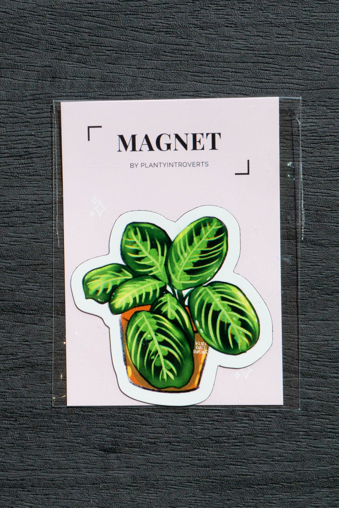 Magnet - MARANTA LEUCONEURA
