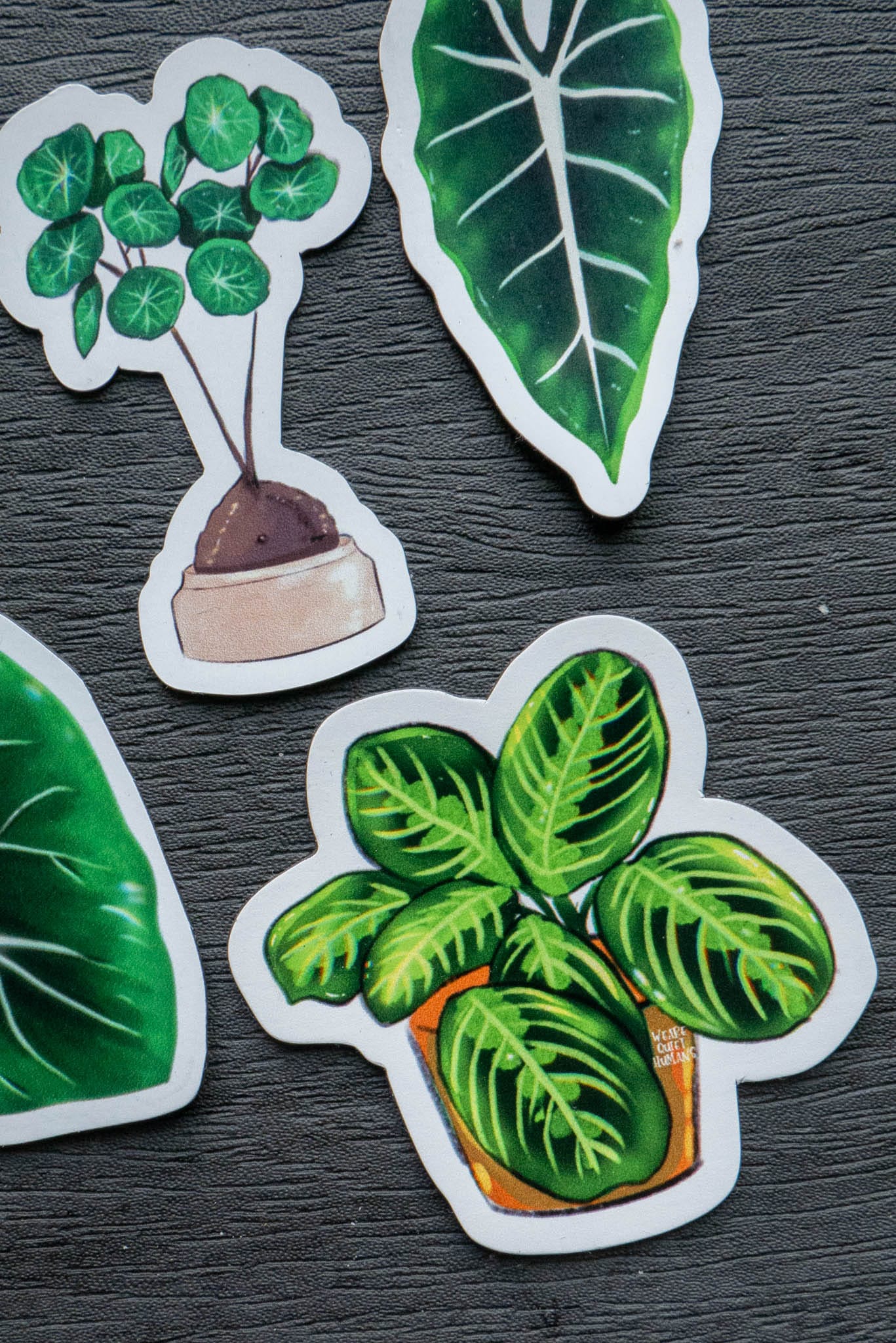 Magnet - MARANTA LEUCONEURA