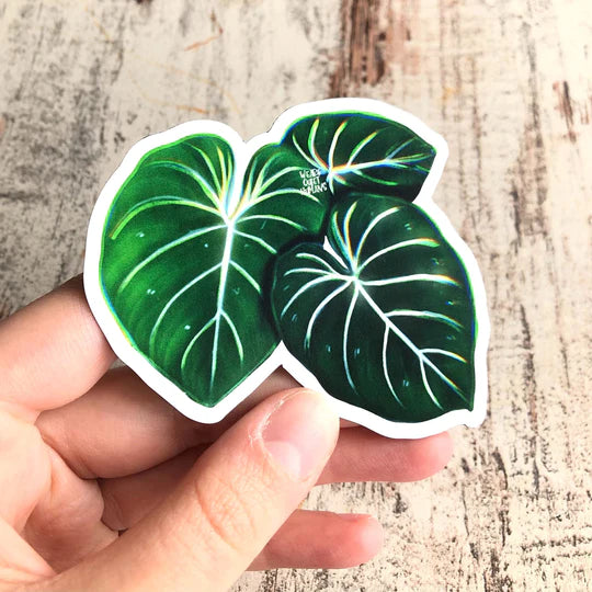 Magnet feuilles - PHILODENDRON GLORIOSUM