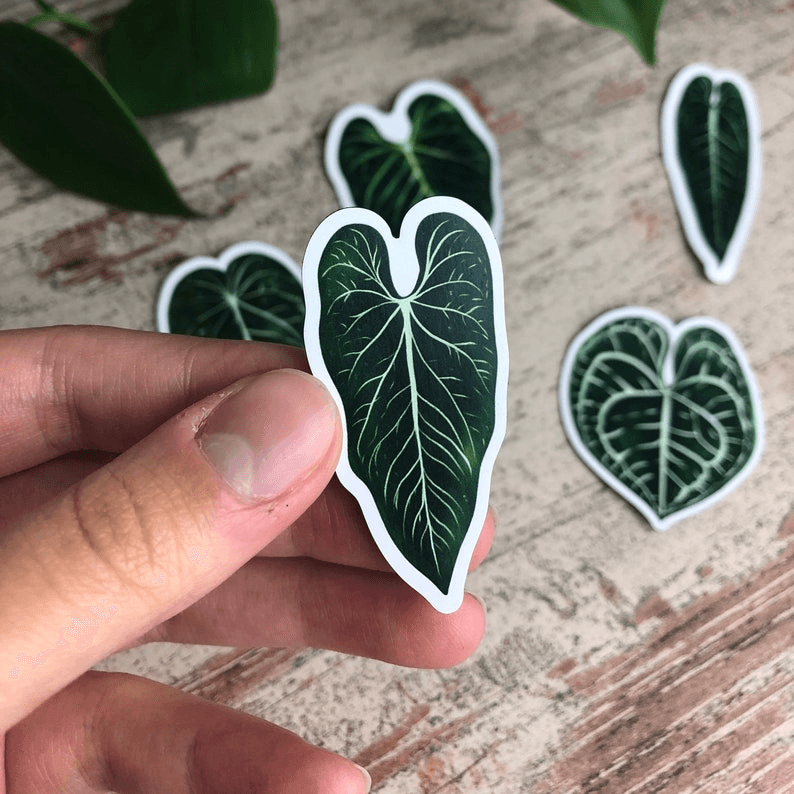 Magnet set - ANTHURIUM