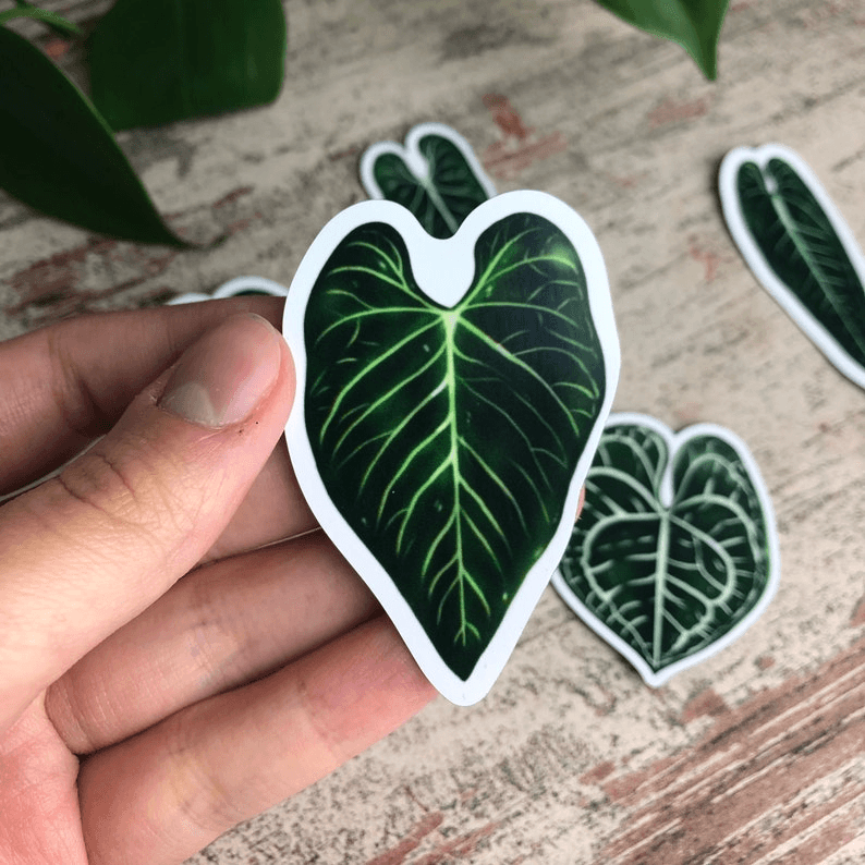 Magnet set - ANTHURIUM