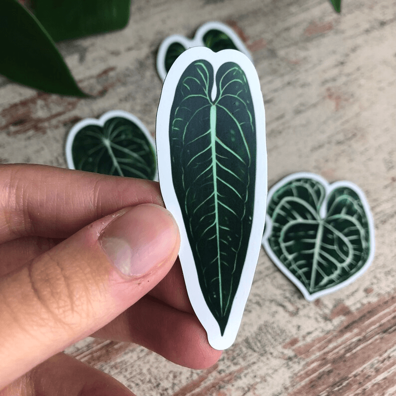 Magnet set - ANTHURIUM