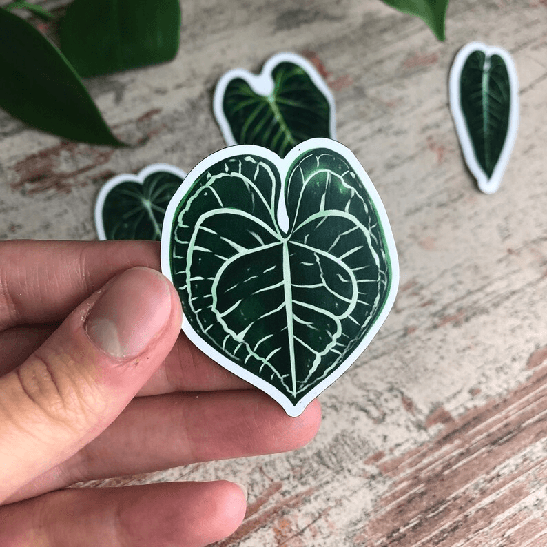Magnet set - ANTHURIUM