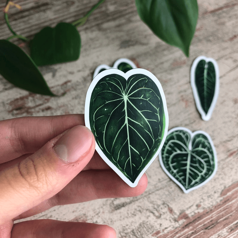 Magnet set - ANTHURIUM