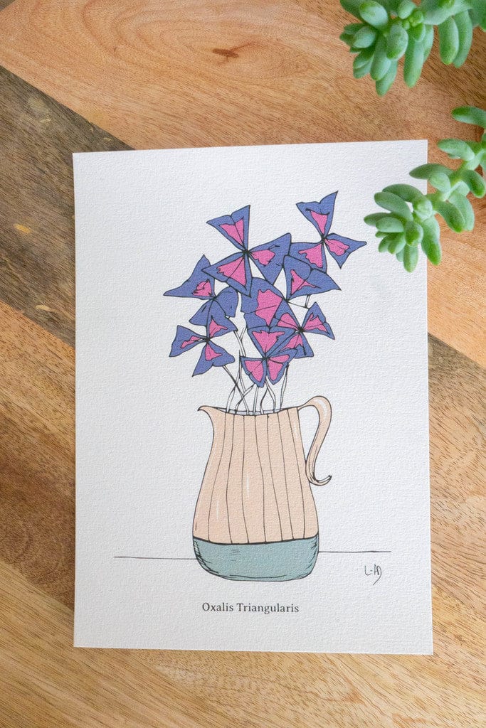 Affiche A5 - OXALIS TRIANGULARIS