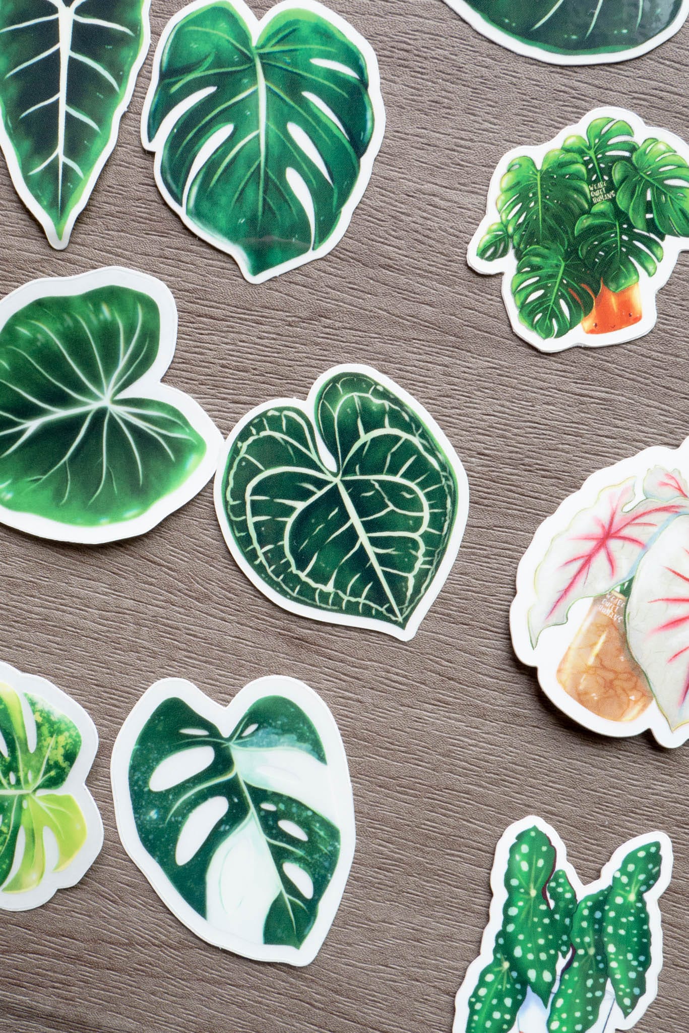 Sticker feuille - ANTHURIUM CLARINERVIUM