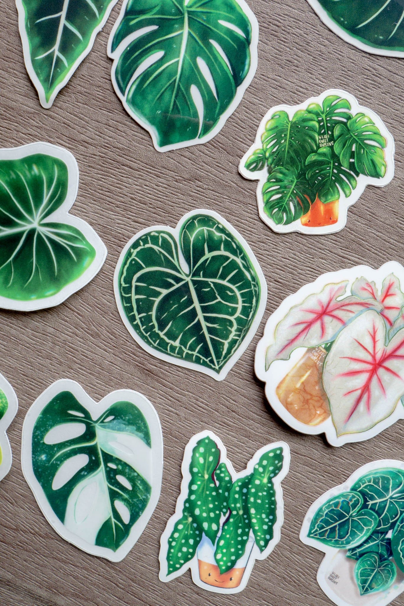 Sticker - MONSTERA DELICIOSA