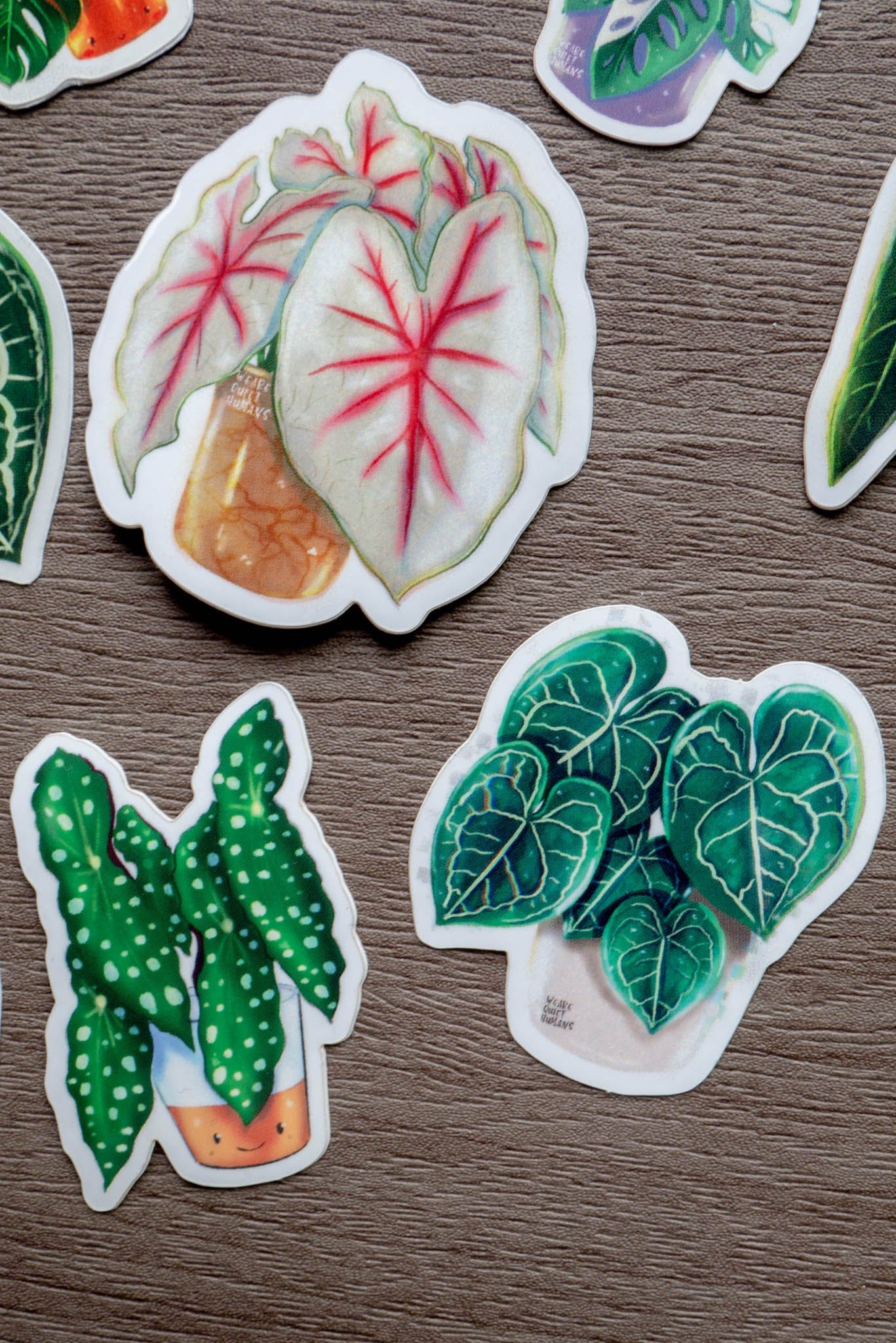 Sticker - ANTHURIUM CLARINERVIUM