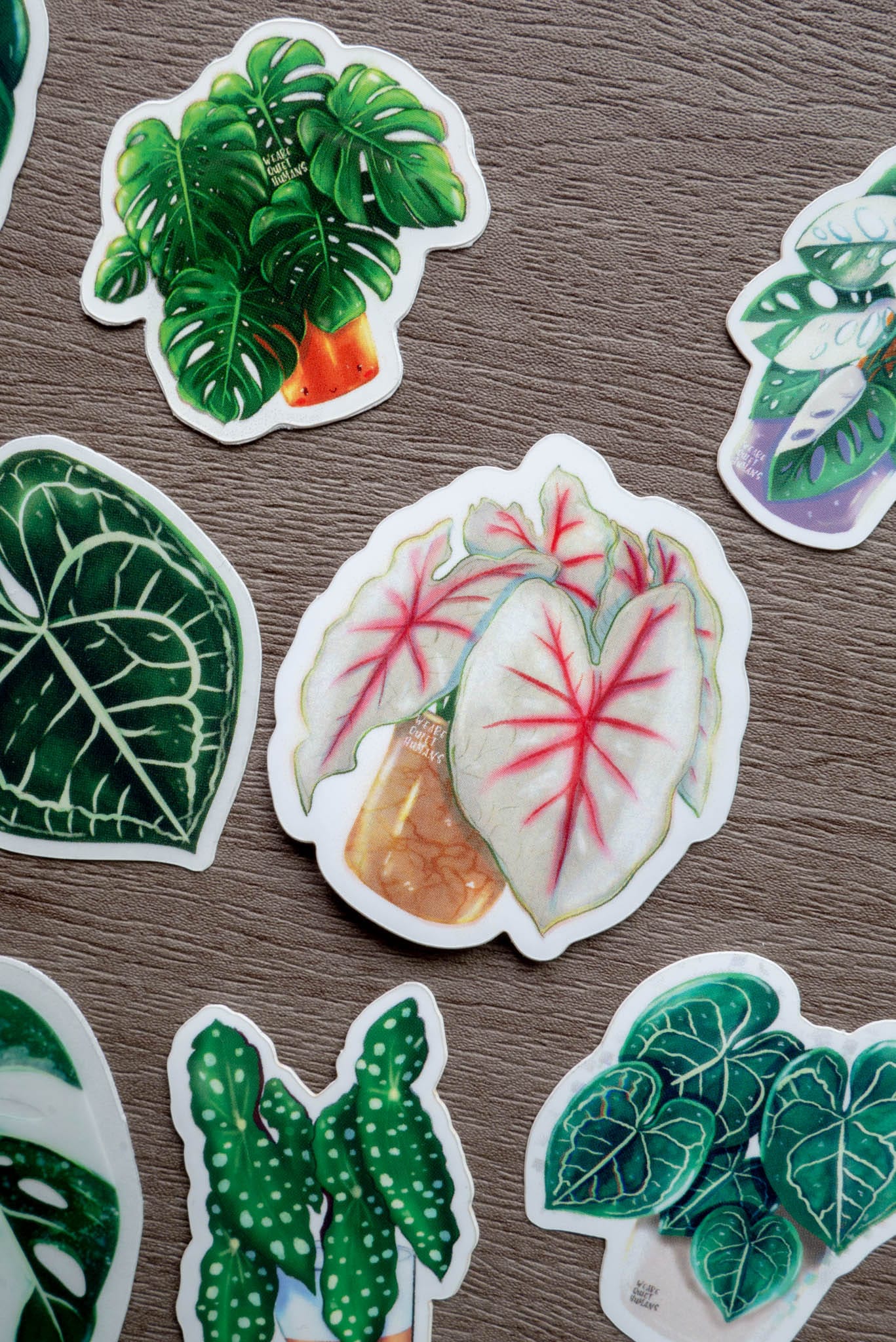 Sticker - CALADIUM FIESTA