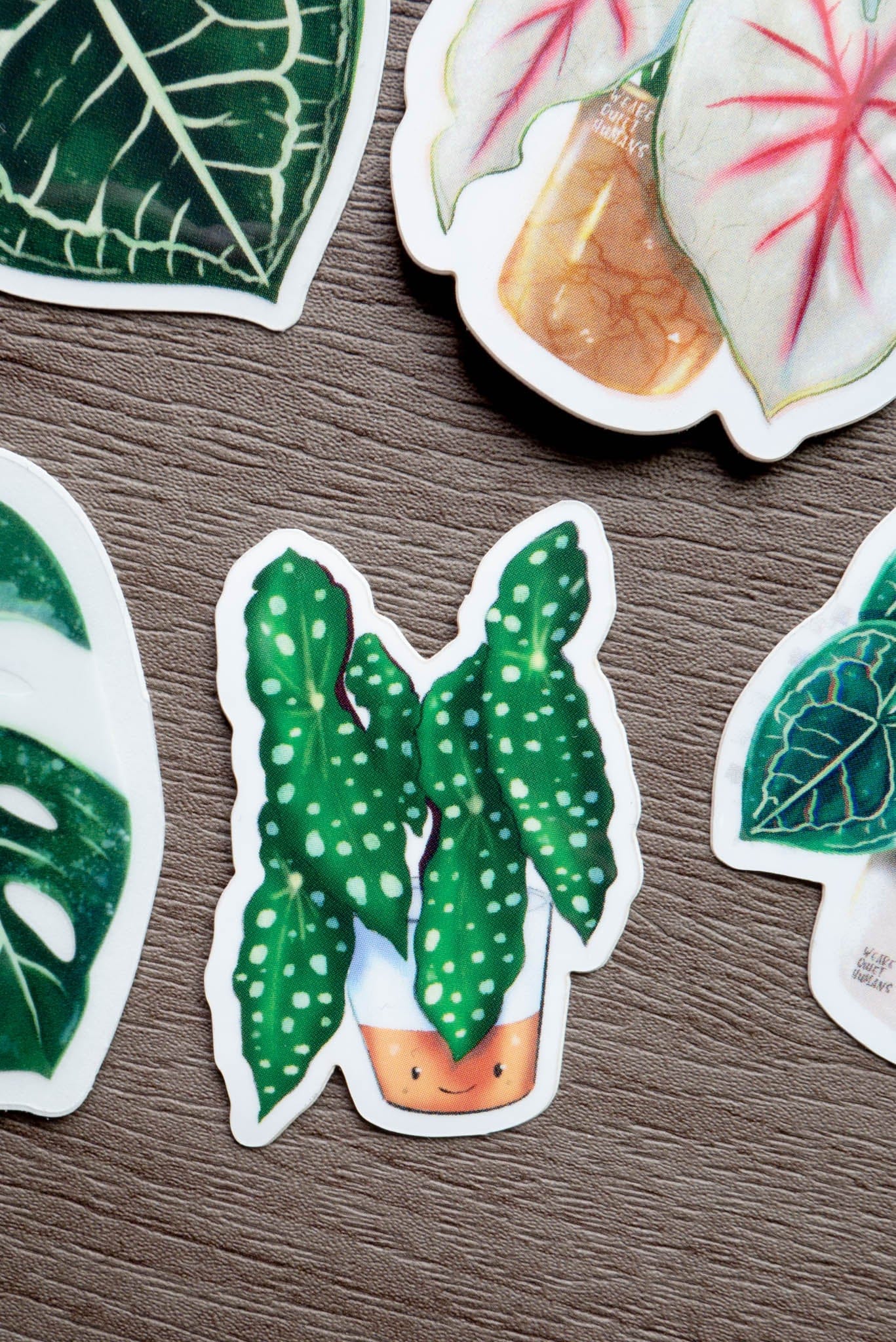 Sticker - BEGONIA MACULATA