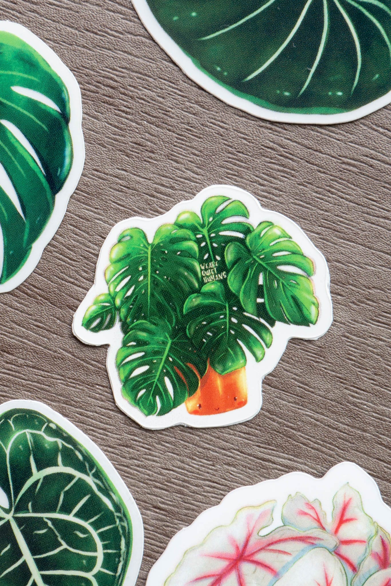 Sticker - MONSTERA DELICIOSA