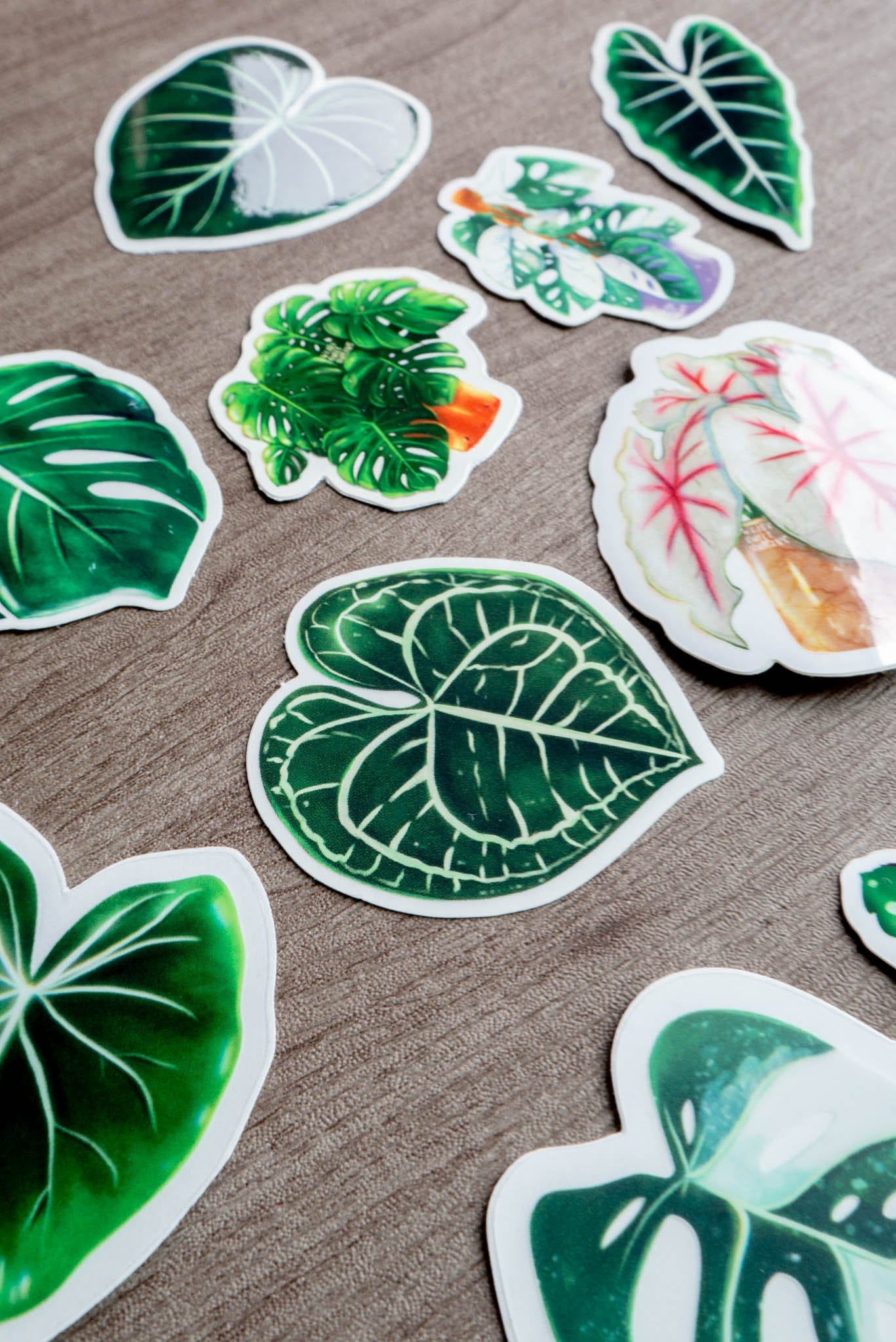 Sticker feuille - ANTHURIUM CLARINERVIUM