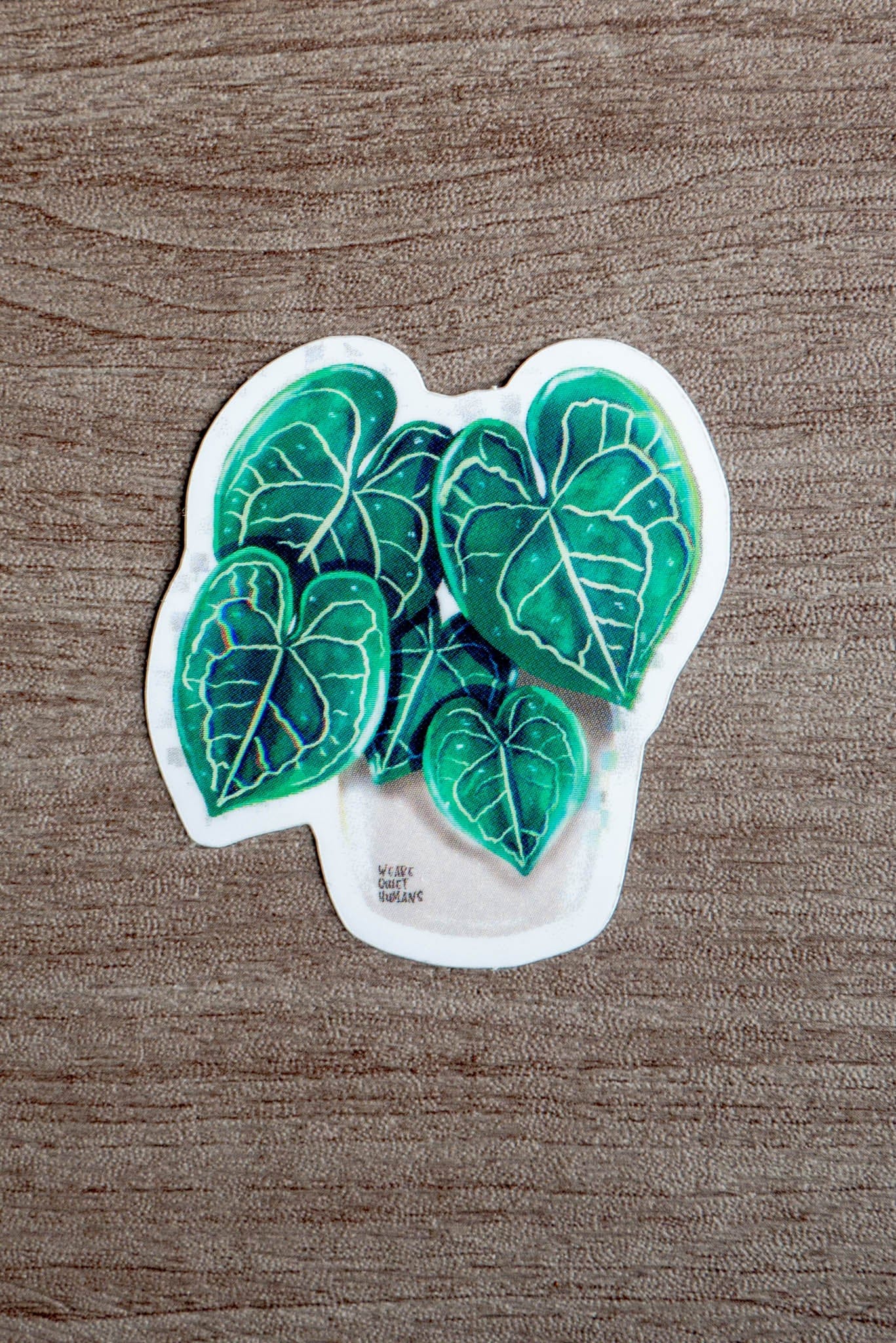 Sticker - ANTHURIUM CLARINERVIUM