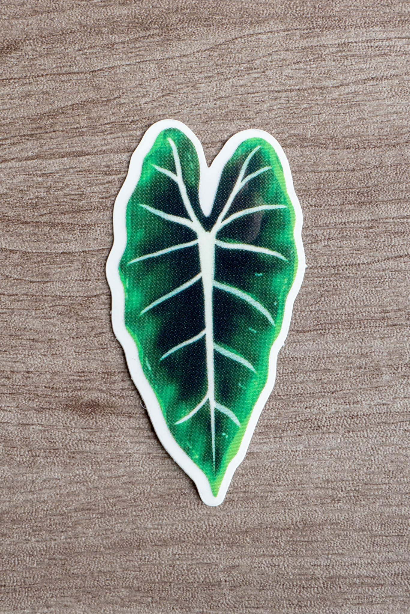 Sticker feuille - ALOCASIA FRYDEK