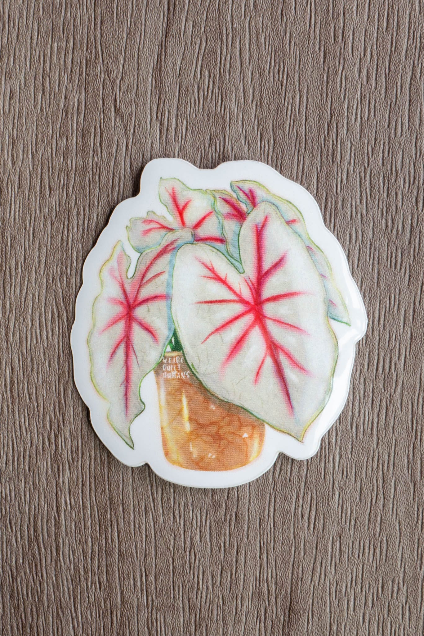 Sticker - CALADIUM FIESTA