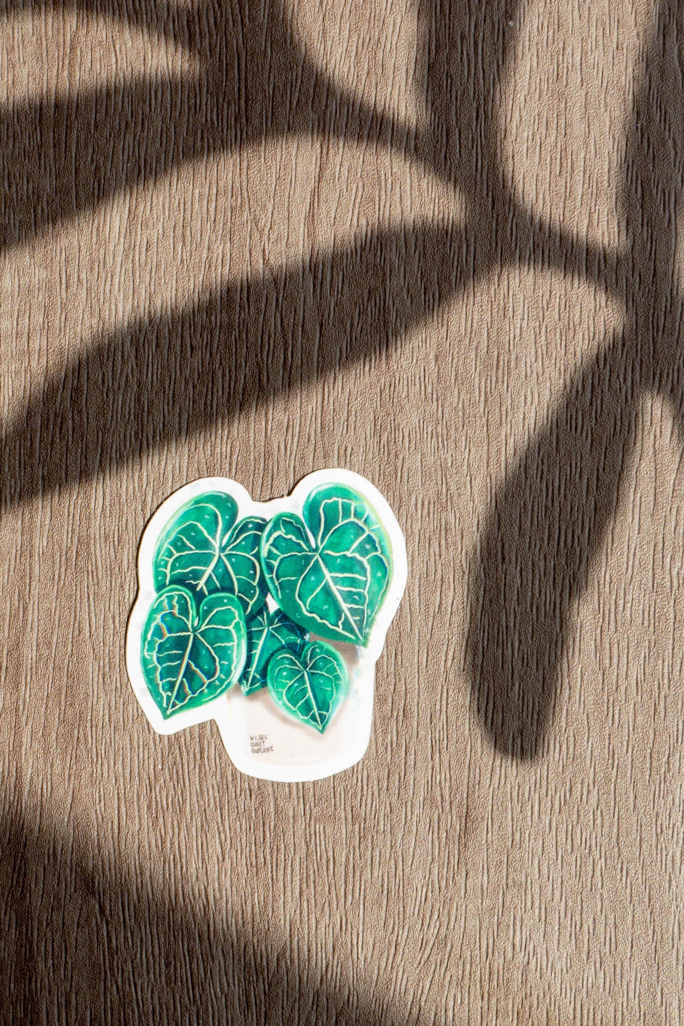 Sticker - ANTHURIUM CLARINERVIUM