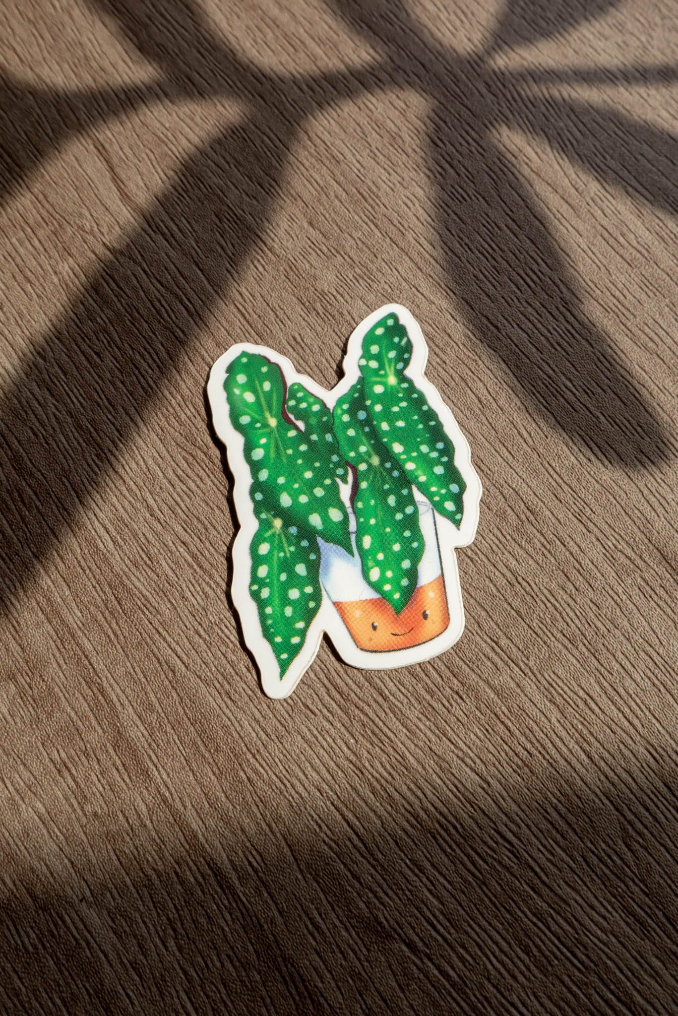 Sticker - BEGONIA MACULATA