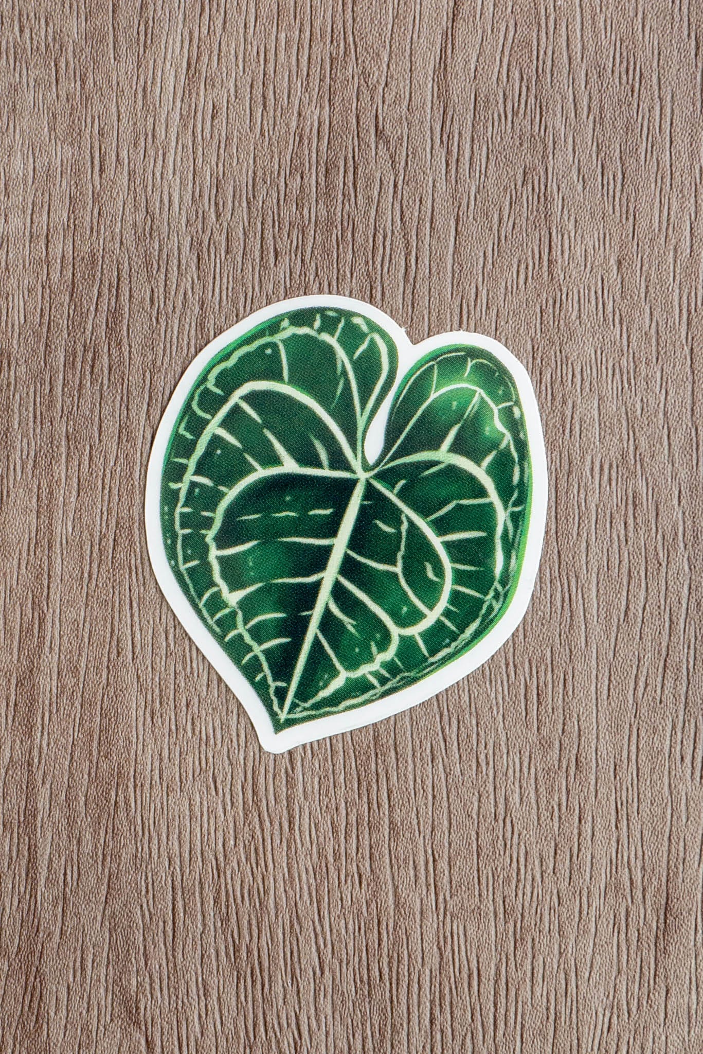 Sticker feuille - ANTHURIUM CLARINERVIUM