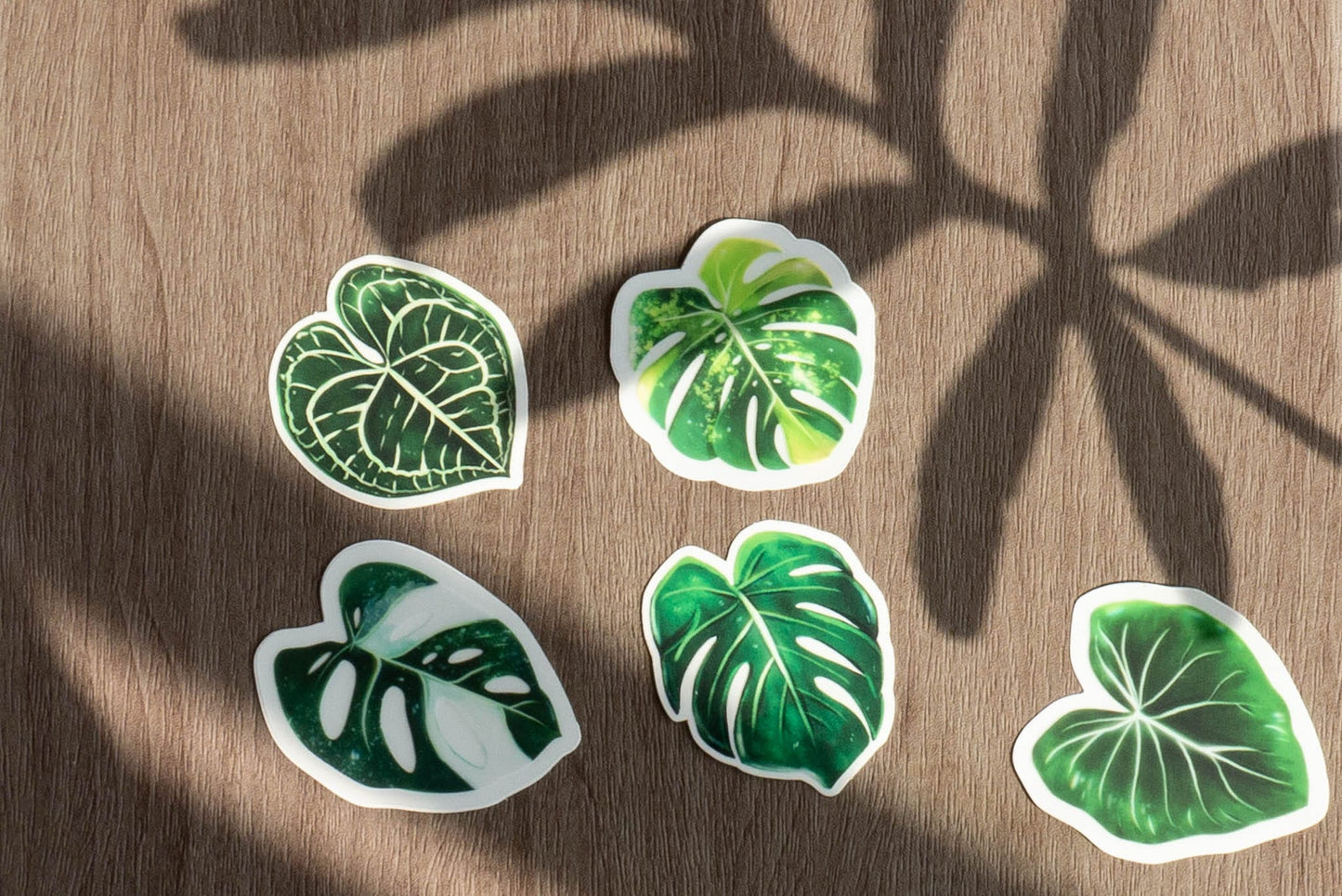 Sticker feuille - ANTHURIUM CLARINERVIUM