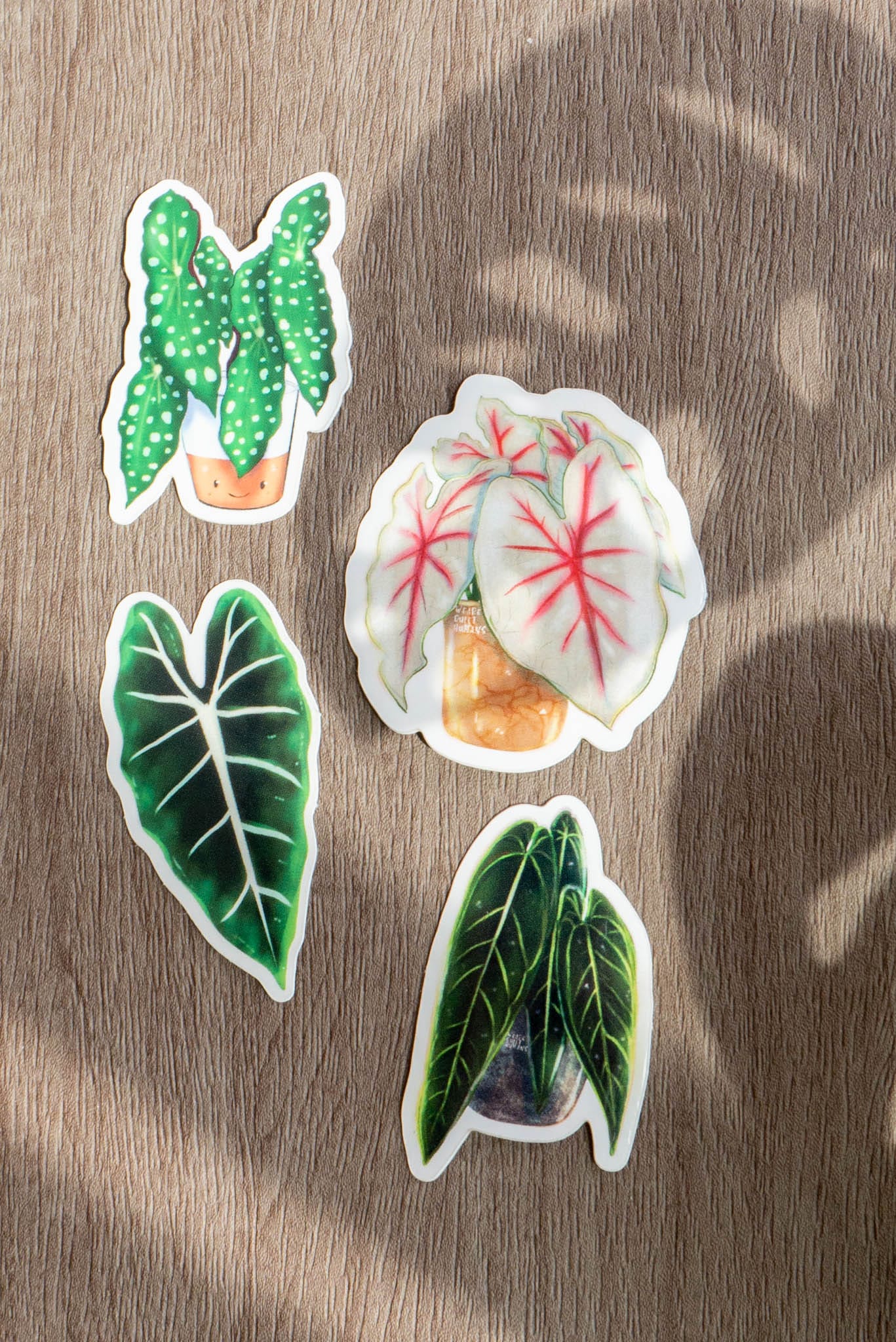 Sticker feuille - ALOCASIA FRYDEK