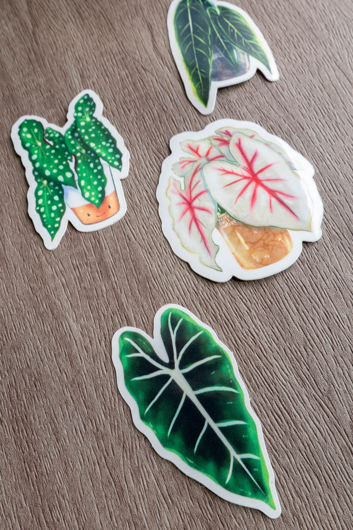 Sticker feuille - ALOCASIA FRYDEK
