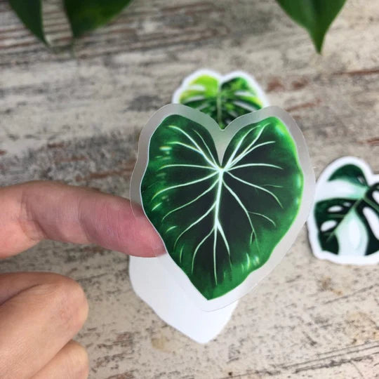 Sticker feuille - PHILODENDRON
