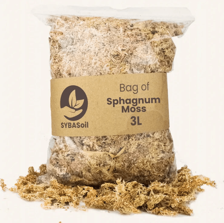 SPHAIGNE