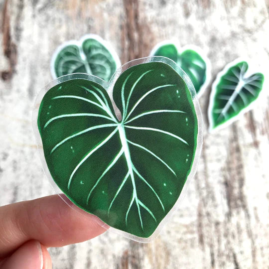 Sticker feuille - PHILODENDRON GLORIOSUM