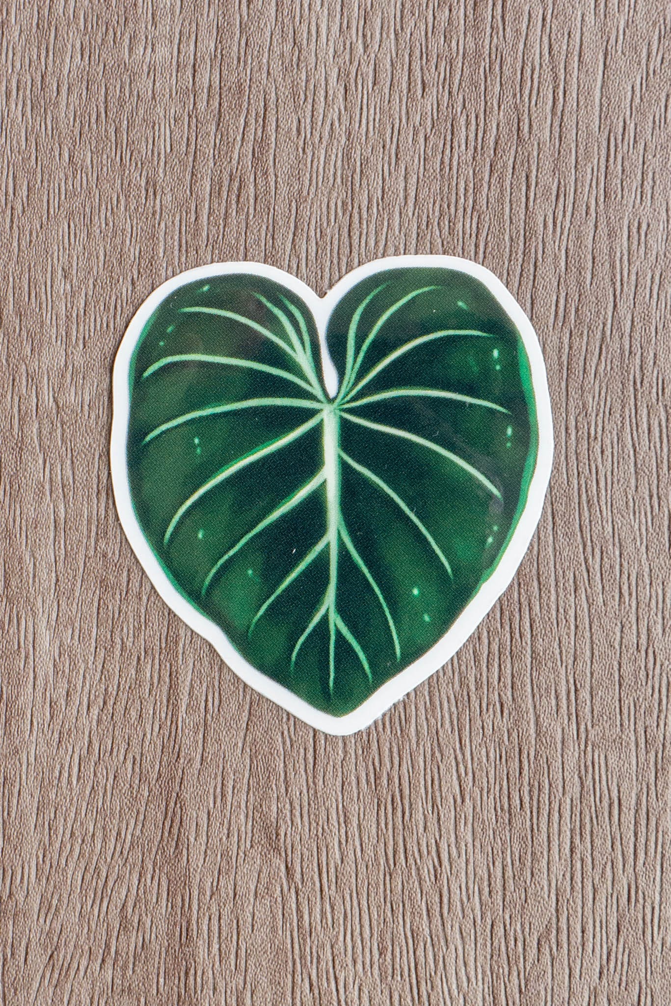 Sticker feuille - PHILODENDRON GLORIOSUM