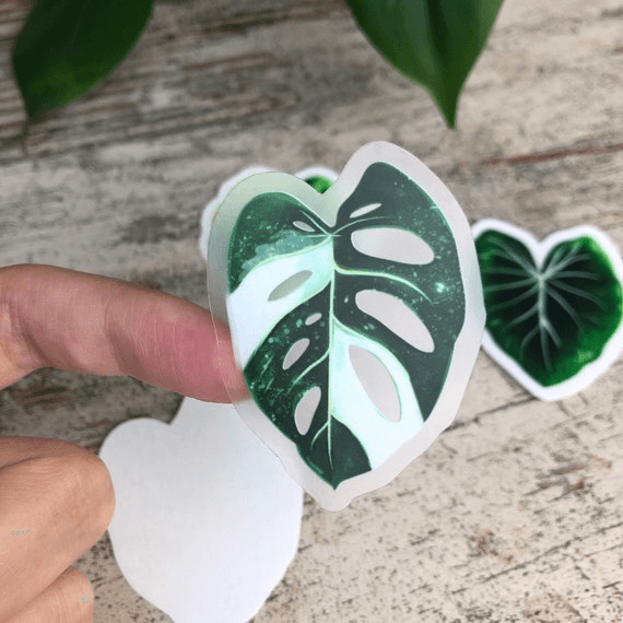 Sticker feuille - MONSTERA ADANSONII VARIEGATA