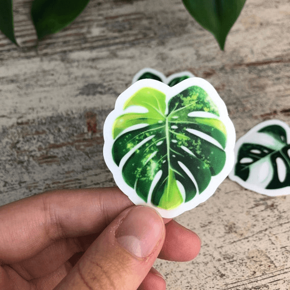 Sticker feuille - MONSTERA AUREA