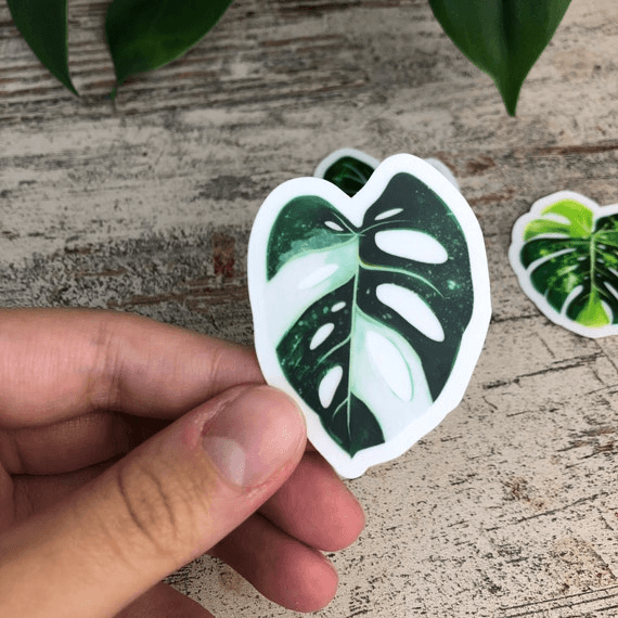 Sticker feuille - MONSTERA ADANSONII VARIEGATA