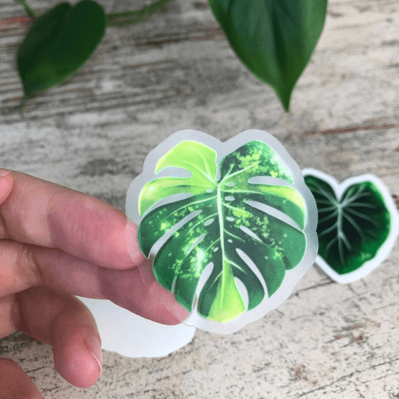 Sticker feuille - MONSTERA AUREA