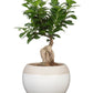 Cache pot BOLA