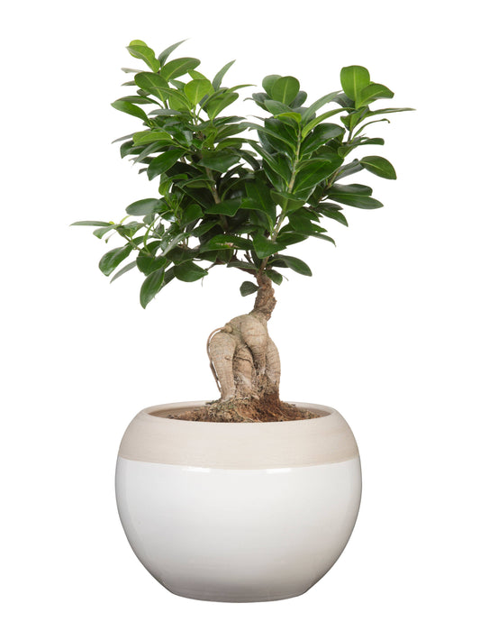 Cache pot BOLA
