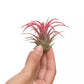 Tillandsia IONANTHA rouge