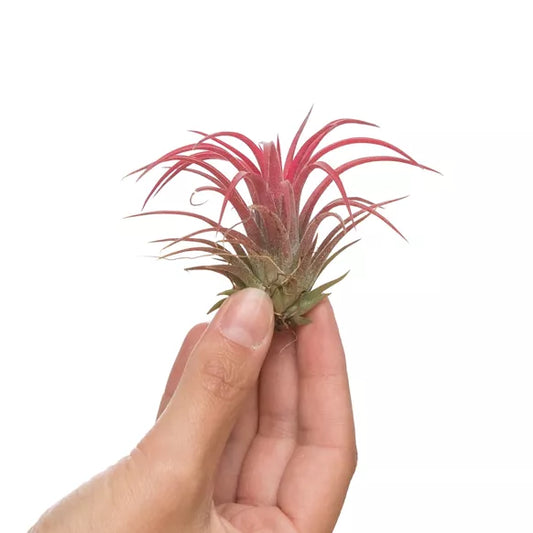 Tillandsia IONANTHA rouge