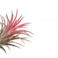 Tillandsia IONANTHA rouge