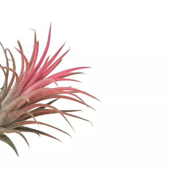 Tillandsia IONANTHA rouge